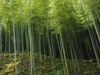 Obraz na płótnie Canvas Bambus Wald 