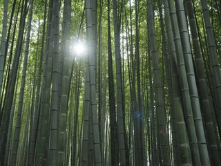 Bambus Hintergrund Sonne Wald