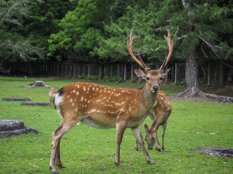Hirsch Rehe Wald Dammwild