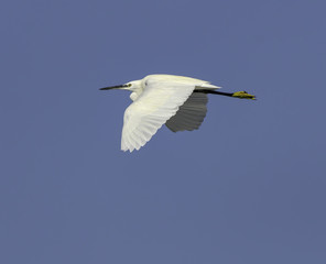 Little Egret in Flight on Blue Sky