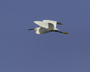 Little Egret in Flight on Blue Sky