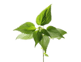 Stinging nettle leaf, isolated on white background