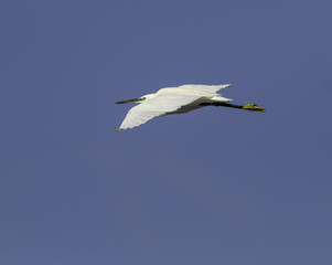 Little Egret in Flight on Blue Sky