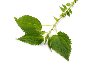 Fototapeta premium Liść pokrzywy, na białym tle