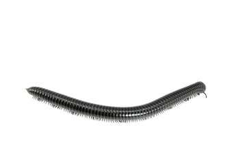 animal millipede on white background