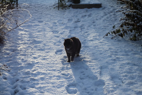 Chat gris dans la neige