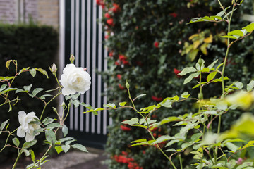 Wild roses of Leiden, Netherlands