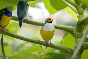 Gouldamadine - Gouldian finch