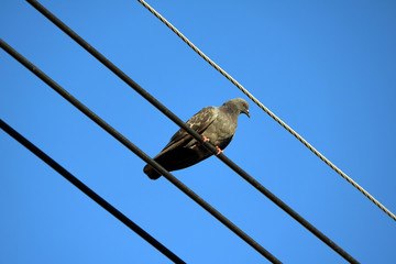Dove perch on the wire background blue sky. Doves are generally smaller and more delicate than pigeons, but many kinds have been given both names.