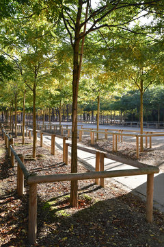Jeunes arbres au jardin du Luxembourg à Paris, France
