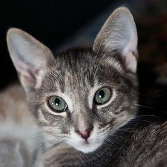 animali domestici gatti felini