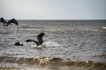 pelican diving for the prey