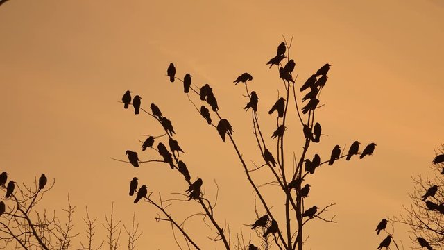flock of raven birds autumn sitting on a tree dry branches of trees sunset orange silhouette. crows birds flock