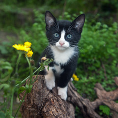 gatti felini animali domestici