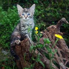 gatti felini animali domestici