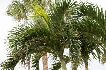 palmwedel
