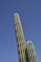 S&auml;ulenkaktus in Puerto Calero, Lanzarote