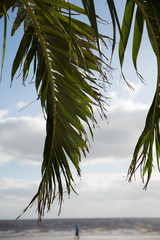 Palmwedel vor Meer und Strand