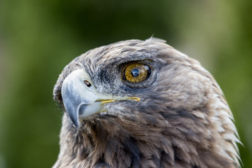 The Eagle