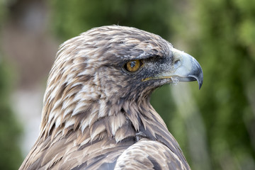 The Eagle