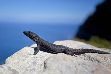 Cordylus niger, black girdled lizard, black zonure
