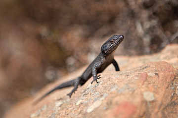 Naklejka na ściany i meble Cordylus niger, black girdled lizard, black zonure