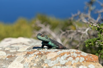 Agama, South Africa