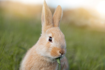 red rabbit is chewing the green grass. food for rabbits.