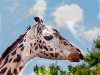 Naklejka premium Giraffe