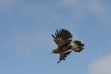 Bird of prey