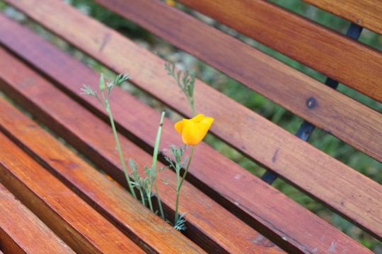 Fleurs jaunes sur un banc