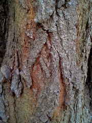 Knarled Bark Pattern