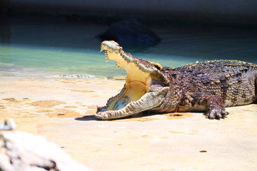 crocodile
