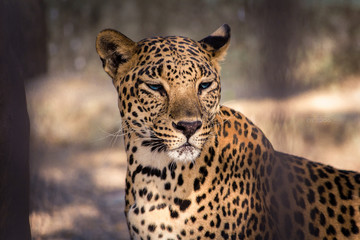 Get a wild attitude.