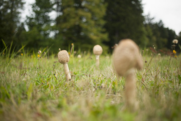 Big parasol mushroom on the grass in cloudy weather with basket full of them.