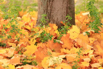 Golden leaves on ground