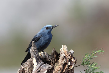 Blue rock thrush, male on the rocks