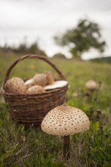 Big parasol mushroom on the grass in cloudy weather with basket full of them.