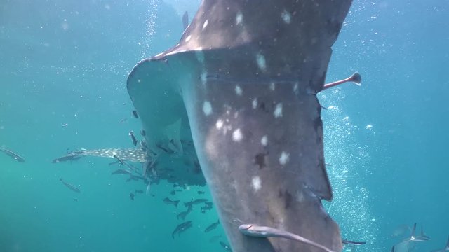 Whale shark (Rhincodon typus) 