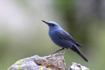 Blue rock thrush, male on the rocks
