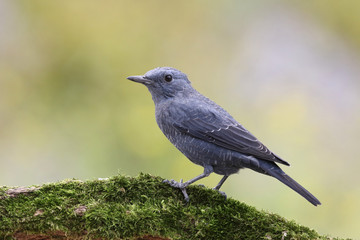 Blue rock thrush, male on the rocks