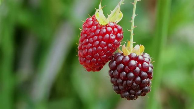 Macro red raspberry plant. Ripe fruits on a wild red Raspberry. Close up view of a ripe red raspberry fruit in a garden. healthy and organic food concept. nature background. ecology concept.