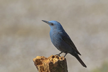 Blue rock thrush, male on the rocks