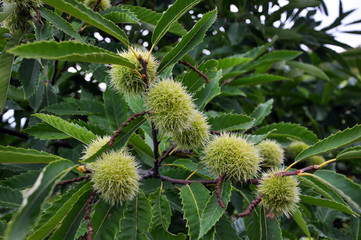 Chestnut is edible in a prickly plush