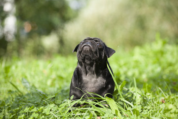 cute little happy black puppy pug in park on grass training