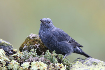 Blue rock thrush, male on the rocks