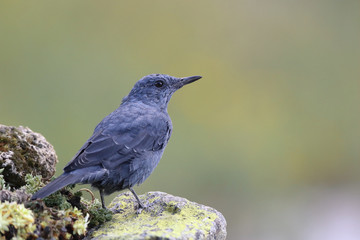 Blue rock thrush, male on the rocks