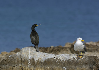 European Shag and Yellow-legged Gull, Greece