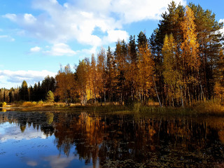 Autumn forest with a lake nearby 