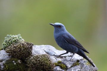 Blue rock thrush, male on the rocks